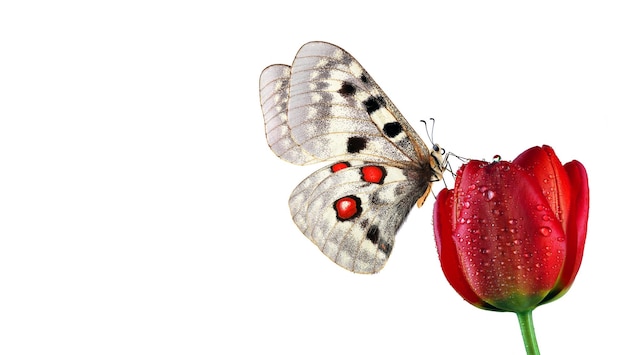 se muestra una mariposa con manchas rojas en las alas con una mariposa en la espalda.