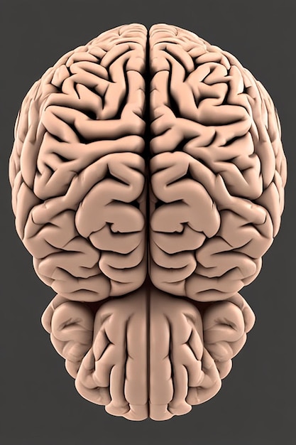 Se muestra un modelo de un cerebro con la sección superior izquierda visible.