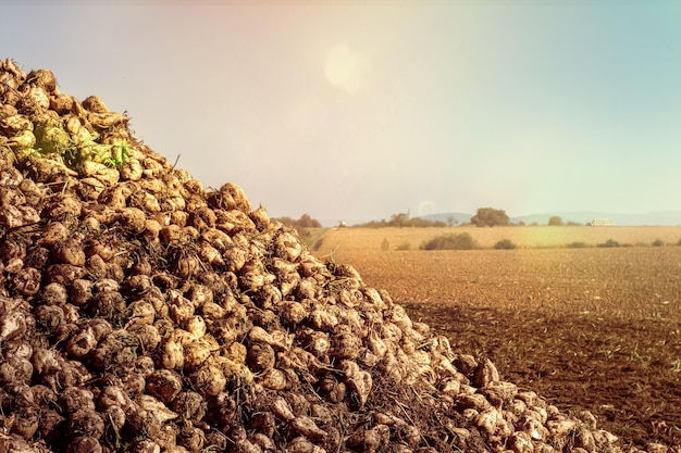 Foto se muestra un montón de raíz de cúrcuma en un campo.