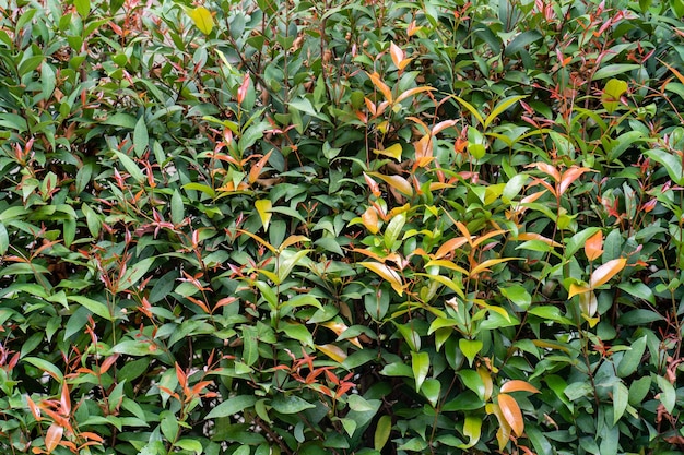 Se muestra una planta verde con hojas rojas y verdes.