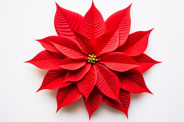 Foto muestra de poinsettia brillante