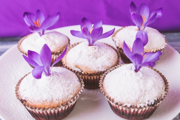 Muffins em chapa branca, decorados com flores de açafrão na luz de madeira - roxo. Primavera.