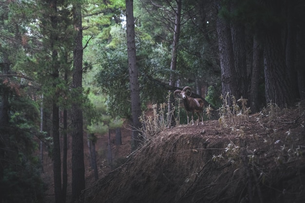 Mufflon in einem spanischen Wald