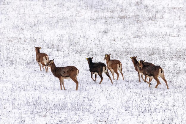 Mufflons im Winter Wilde Natur (ovis musimon)