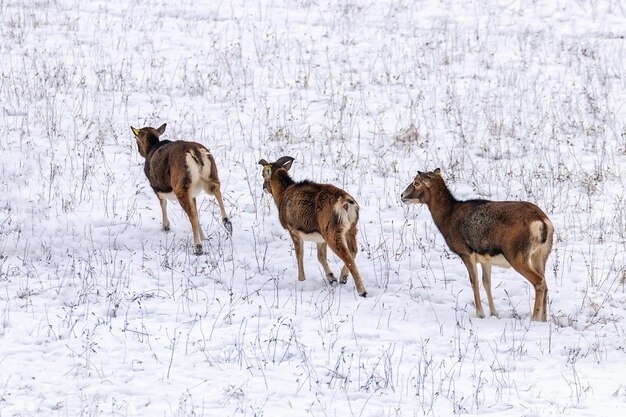 Mufflons im Winter Wilde Natur (ovis musimon)