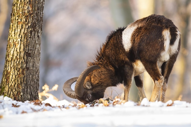 Foto muflão alimentando-se na floresta de neve na natureza de inverno