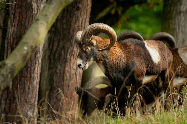 Muflão europeu (ovis aries musimon) em pé na grama.