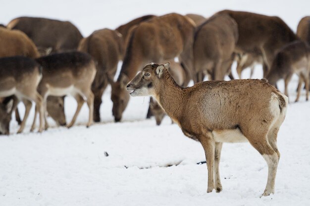 Muflón europeo femenino Ovis orientalis musimon de pie en invierno en la nieve