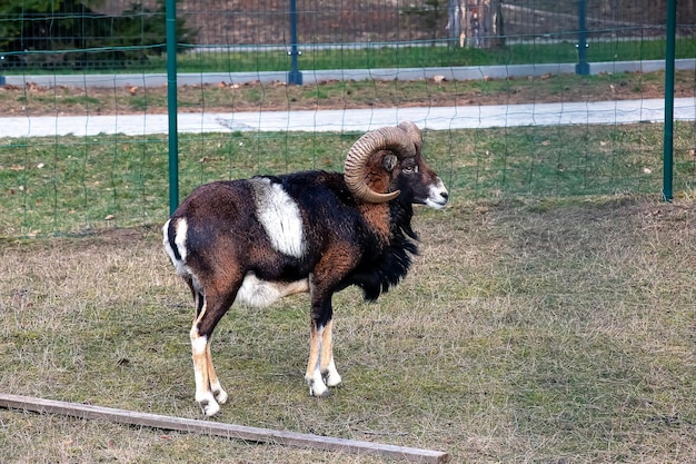 Muflón europeo Ovis orientalis en el vivero de la Universidad Agrícola de Nitra, Eslovaquia