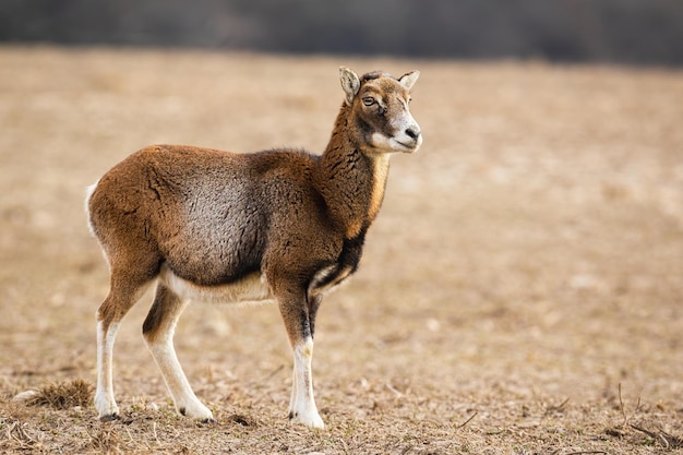 Muflón hembra alerta permanente sobre una pradera en invierno mirando a un lado