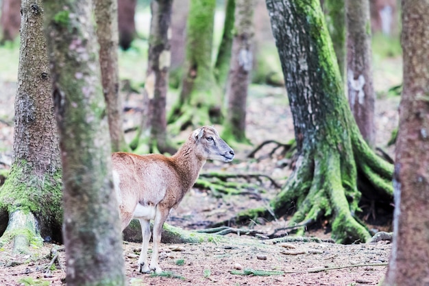 Muflon hembra en el bosque