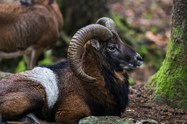 Muflon macho en el bosque