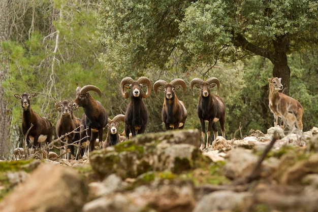 Muflon - Ovis orientalis musimon - Es ist ein großer Artiodactylus der Unterfamilie Caprinae