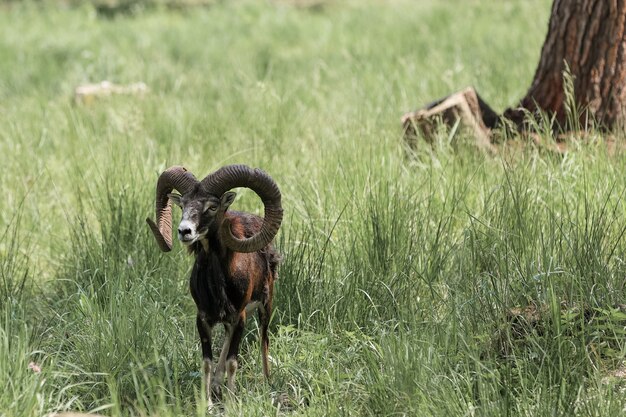 El muflón (Ovis orientalis) en la Reserva Forestal