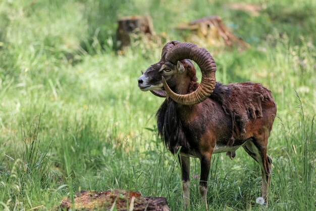 Foto el muflón (ovis orientalis) en la reserva forestal