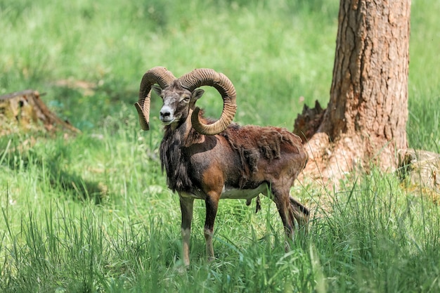 El muflón (Ovis orientalis) en la Reserva Forestal