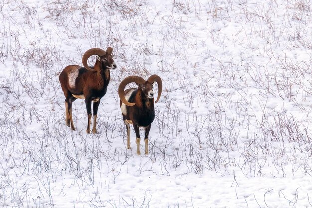 Muflones en invierno naturaleza salvaje (ovis musimon)