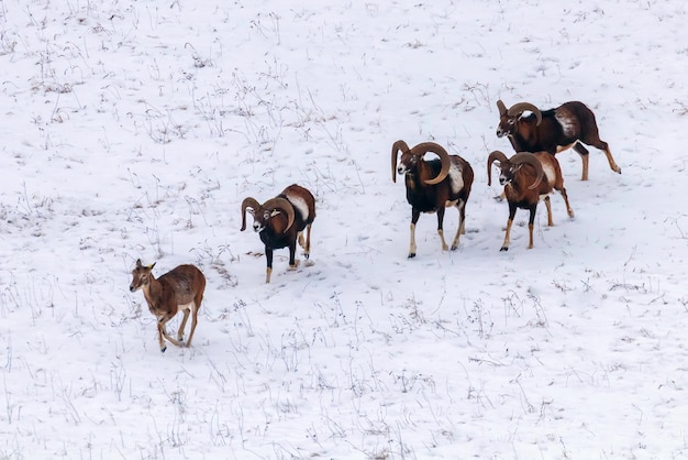 Muflones en invierno naturaleza salvaje (ovis musimon)