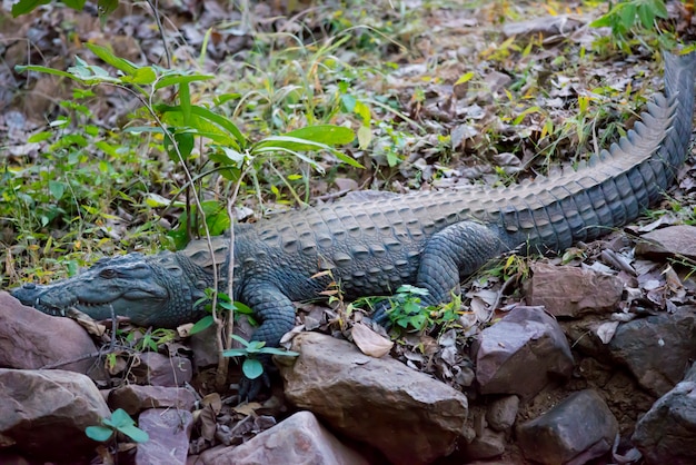 Mugger Crocodile