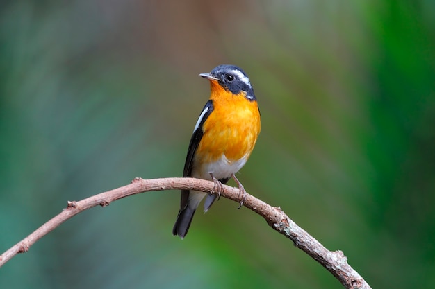 Mugimaki Flycatcher Ficedula mugimaki Belo macho aves da Tailândia