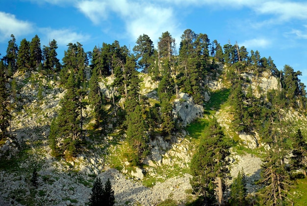 Mugo-Kiefer Pinus mugo subsp uncinata oder Pinus uncinata im Larra-Karst