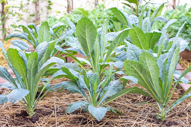 Foto muita couve de dinossauro ou brassica oleracea cultivada no campo coberto com palha seca.