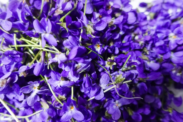 Muita flor lilás coletada na primavera