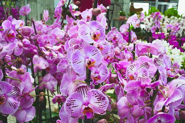 Muita floração orquídea roxa