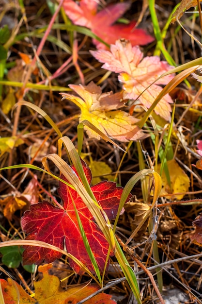 Muita folhagem de outono colorida na velha grama desbotada. Cores vermelhas e amarelas. Ensolarado. Foco seletivo. O fundo está desfocado.