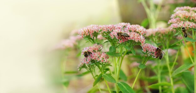 Muitas abelhas estão sentadas em uma flor rosa