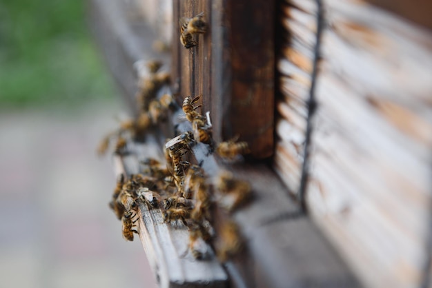 Muitas abelhas retornando à colmeia e entrando na colméia com néctar floral coletado e pólen de flores Enxame de abelhas coletando néctar das flores Mel orgânico saudável da fazenda
