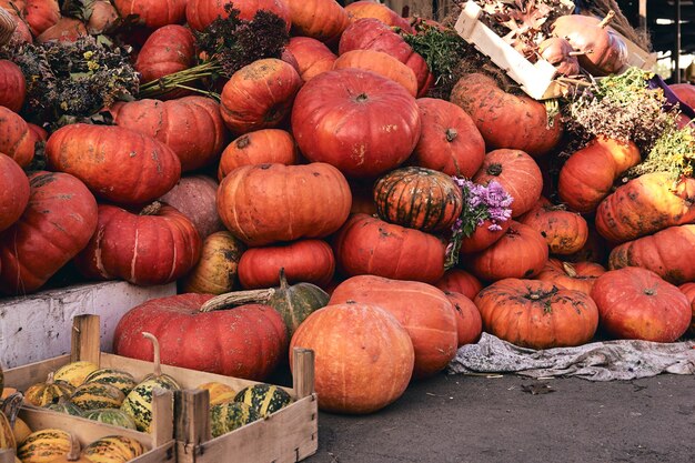 Muitas abóboras decorativas e flores no mercado de fazenda. Temporada de férias de ação de Graças e decoração de Halloween. Cortadores de outono.