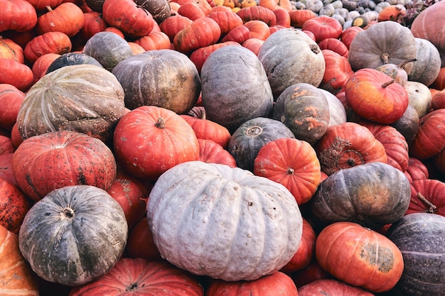 Muitas abóboras decorativas enormes e mini no mercado de fazenda. Decoração de ação de Graças e Halloween.