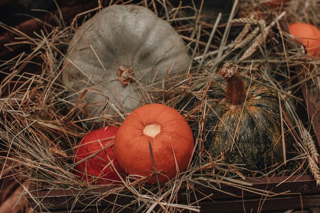 Muitas abóboras frescas de laranja brilhante no feno Decoração de outono Halloween e Ação de Graças