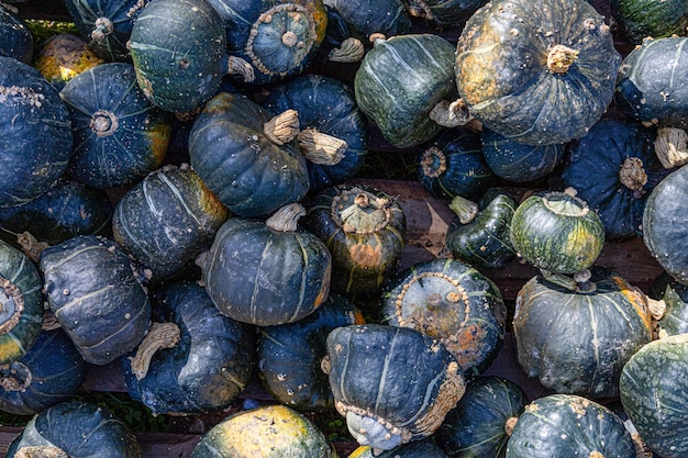 Muitas abóboras verdes de diferentes tamanhos de fundo