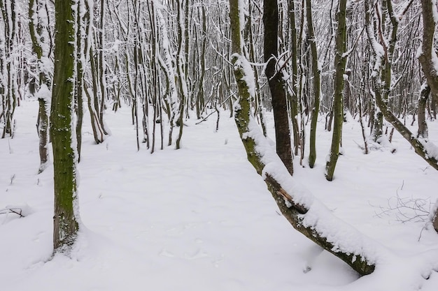 Muitas árvores com neve nos troncos das árvores em uma floresta