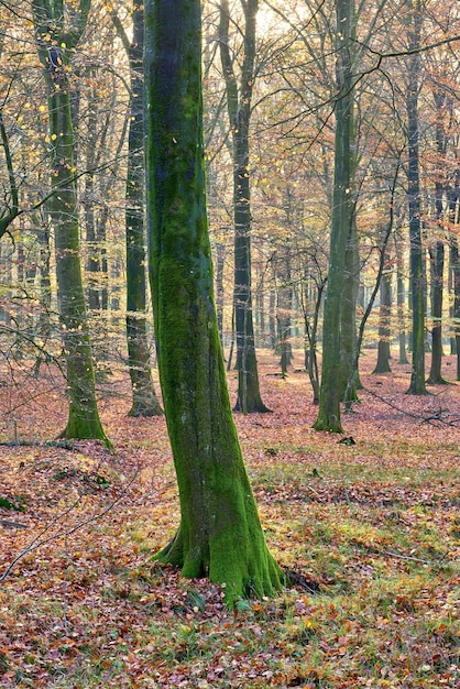 Muitas árvores em uma floresta no outono Muitos troncos de árvores cobertos de musgo na floresta em uma tarde ensolarada Paisagem natural do ambiente florestal selvagem com folhas de outono precoce entre grama verde