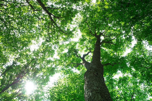 Muitas árvores na floresta