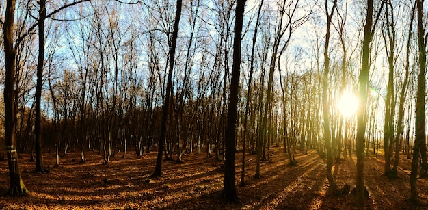 Muitas árvores no panorama da floresta