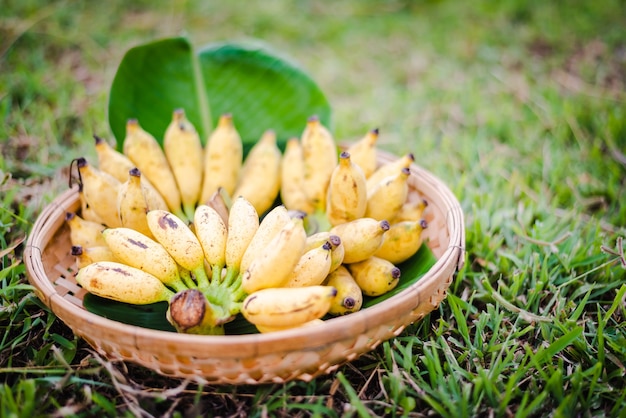 Foto muitas bananas dainty empilhadas na cesta.