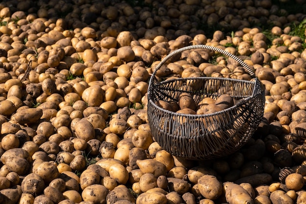 Muitas batatas colhidas estão em uma pilha e em uma cesta Colheita de outono