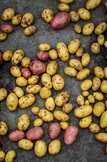 Muitas batatas frescas. vegetais. cultivo de batatas no campo. agricultura.