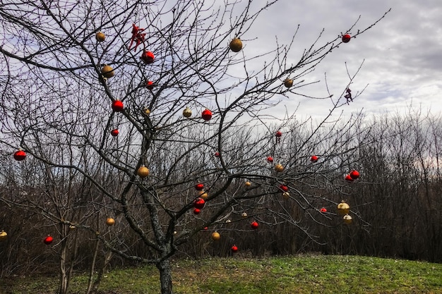 Muitas bolas de natal coloridas em uma árvore na floresta