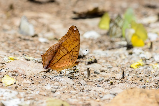 Muitas borboletas pieridae coleta de água no chão