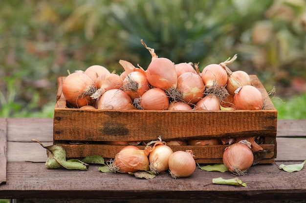 Muitas cebolas na caixa Cebola amarela na caixa de madeira