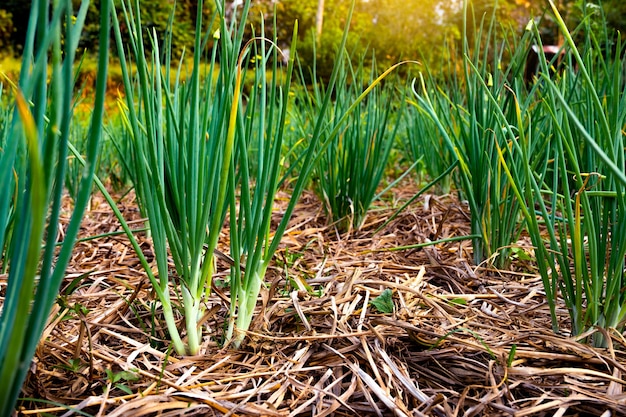 Foto muitas cebolinhas crescem no jardim