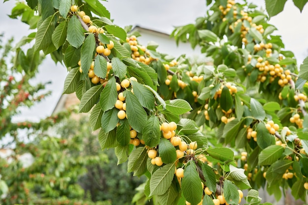 Muitas cerejas amarelas nos galhos de uma árvore com folhas verdes. Colheita de cereja