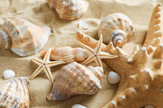 Muitas conchas do mar e estrelas do mar na areia do mar, close up.