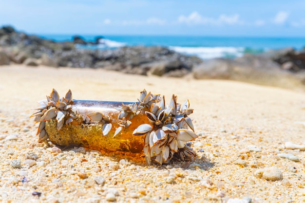 Muitas conchas estão empoleiradas em garrafas na praia