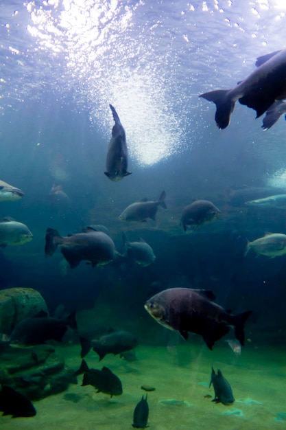 Muitas criaturas marinhas subaquáticas